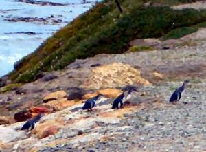 Little blue penguins Oamaru